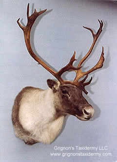caribou shoulder mount by Reimond Grignon